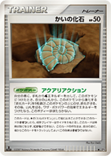 かいの化石